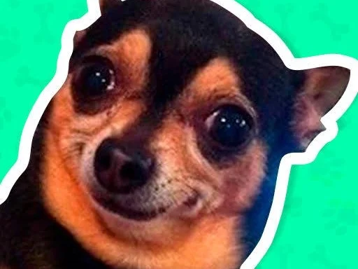 Hangi Meme Köpeğisin? 🐶